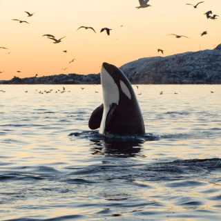 Whale Watching